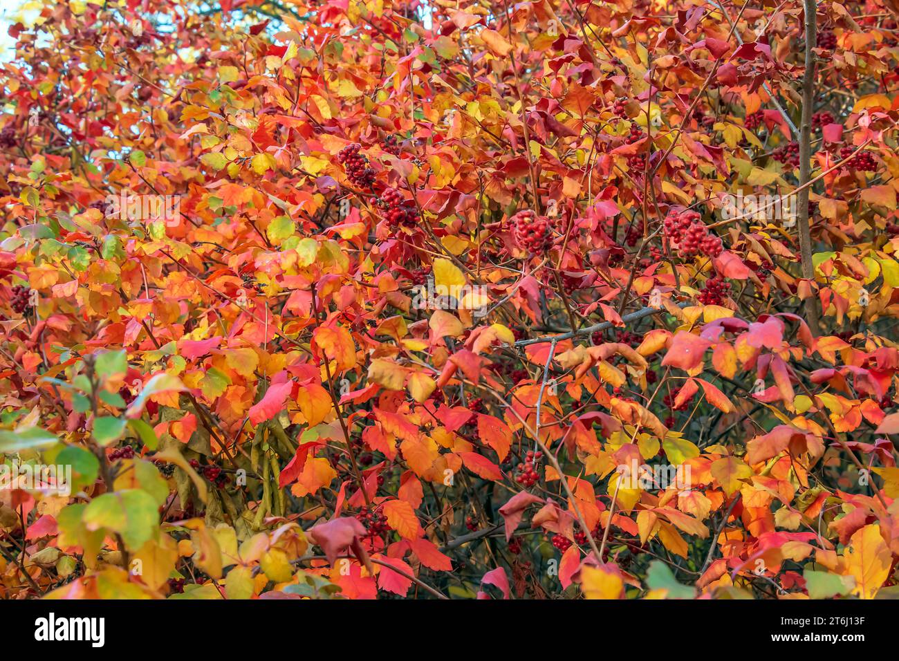 The fruit of the Fragrant Sumac, alson known as the Rhus trilobata. The