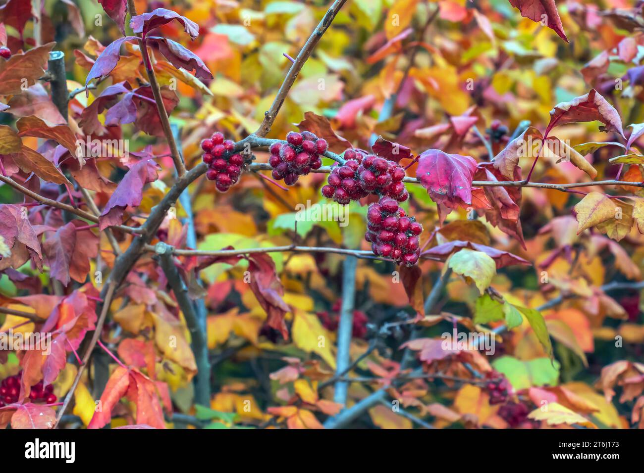 The fruit of the Fragrant Sumac, alson known as the Rhus trilobata. The