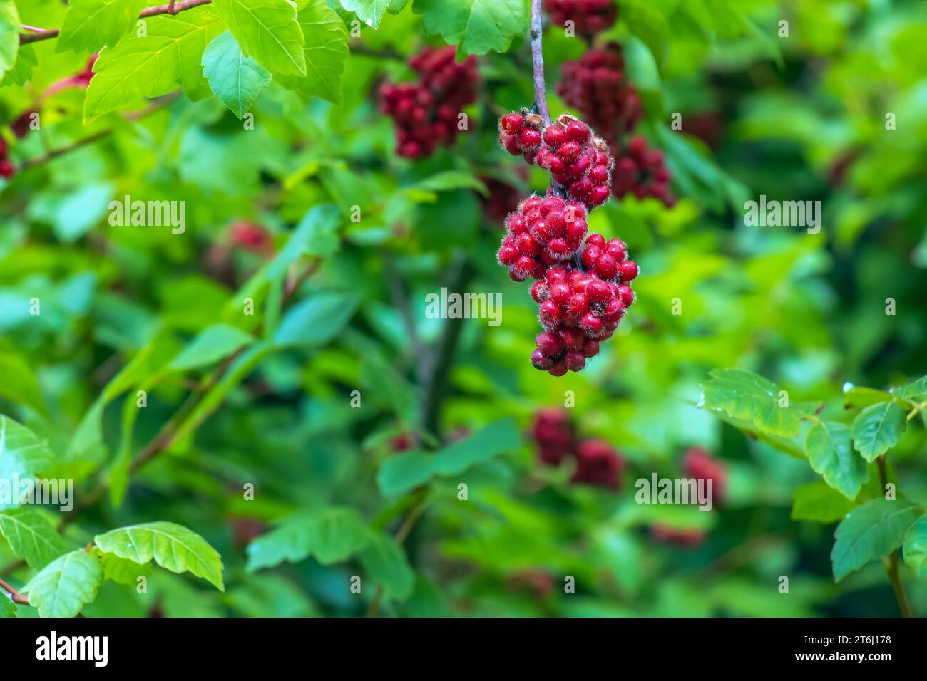 The fruit of the Fragrant Sumac, alson known as the Rhus trilobata. The