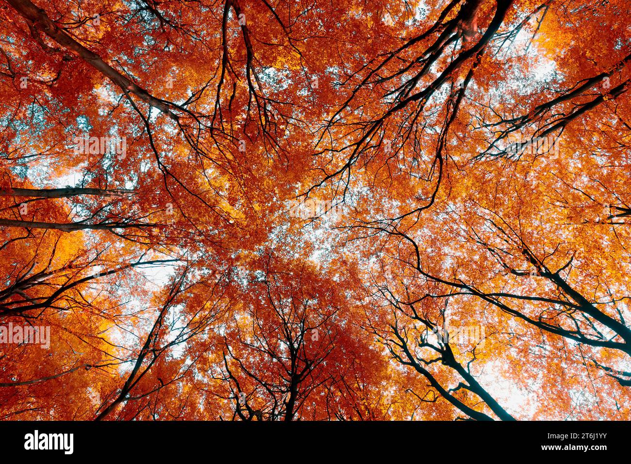 Converging tree tops in autumn glide from frog perspective Stock Photo