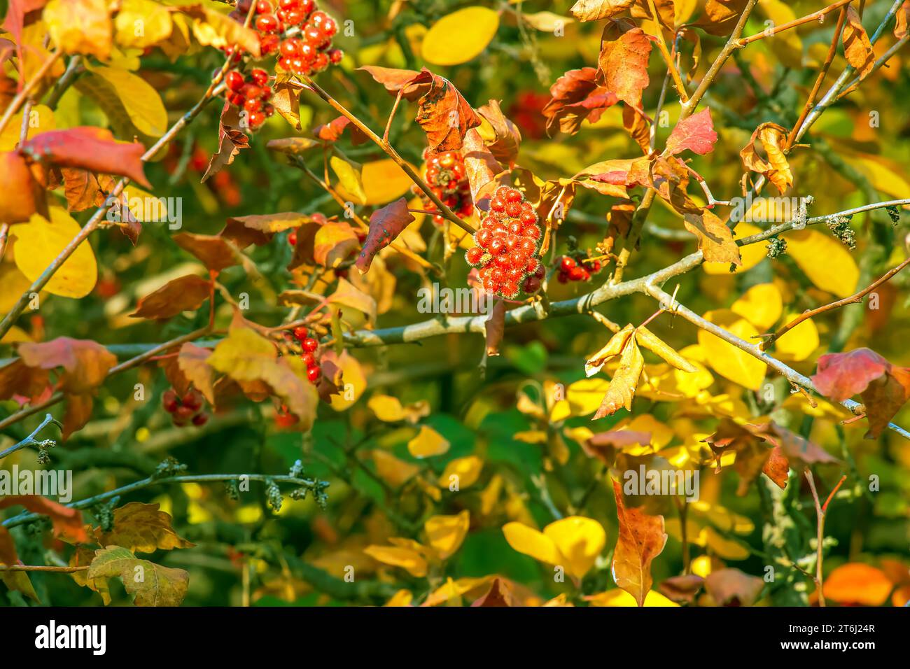 The fruit of the Fragrant Sumac, alson known as the Rhus trilobata. The