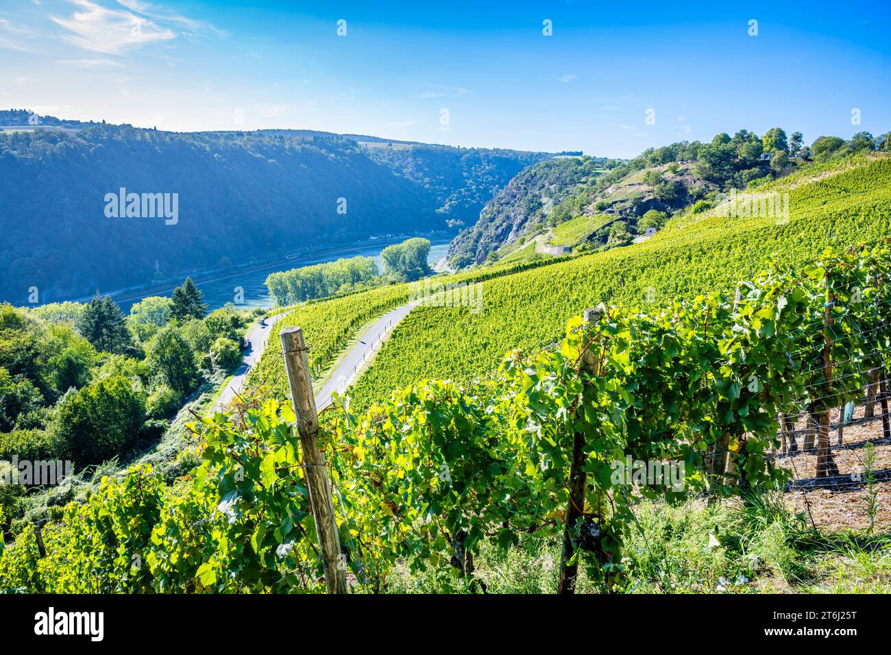Vineyards between Loreley and Spitznack in the upper Middle Rhine Valley, it's harvest time, Stock Photo