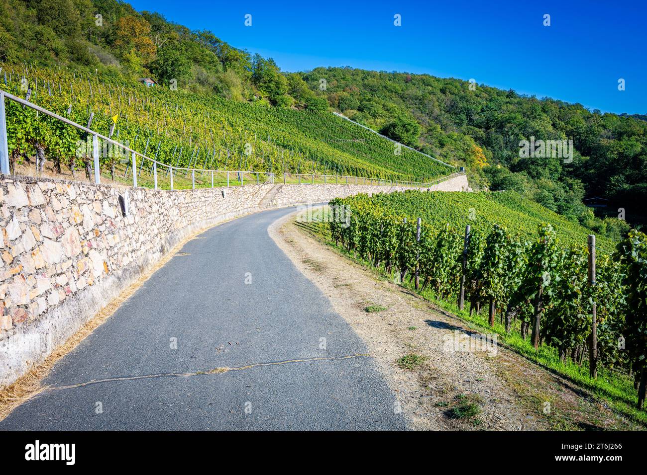 Path through the vineyards between Loreley and Spitznack in the upper Middle Rhine Valley, it is harvest time, Stock Photo
