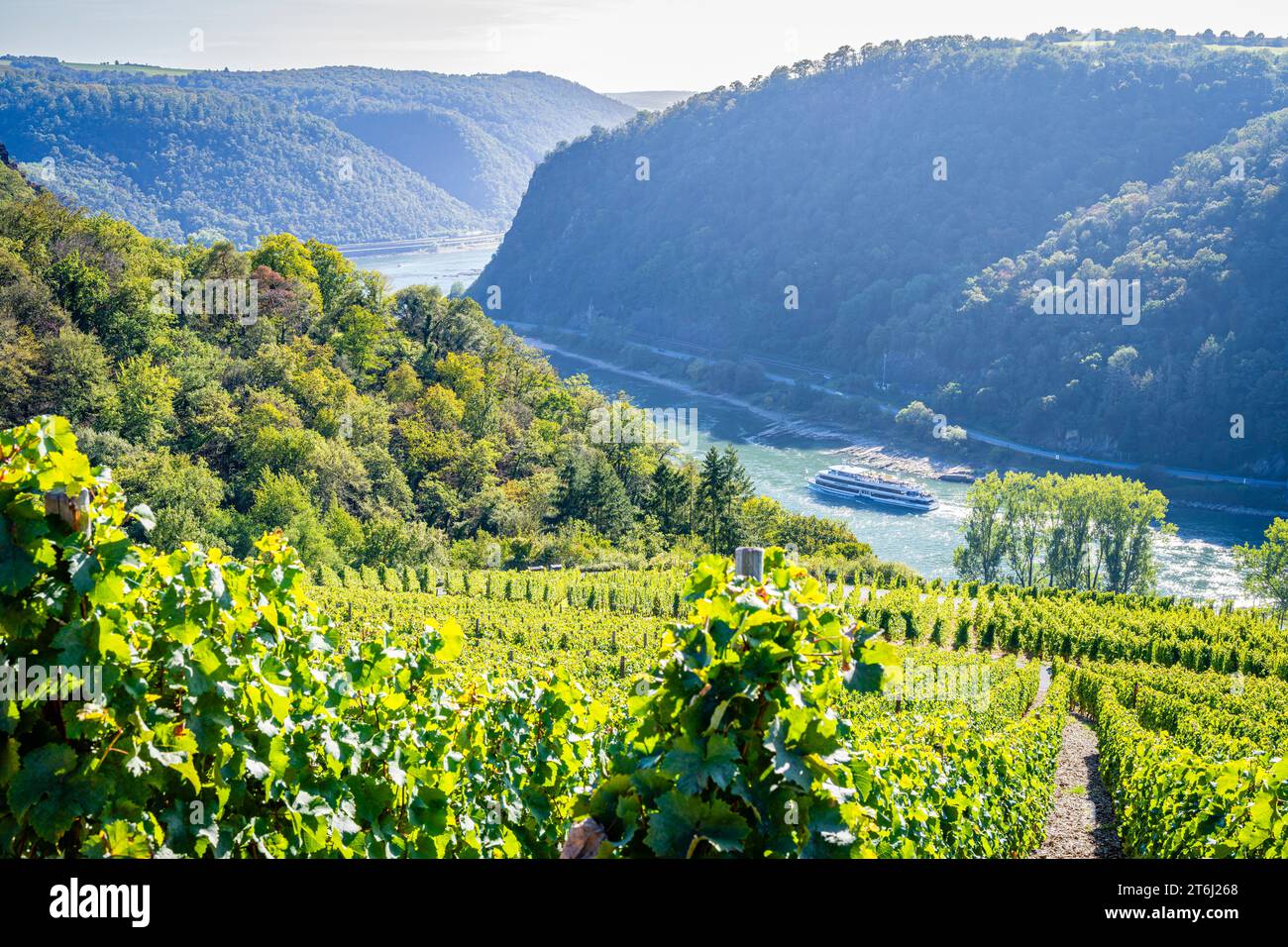 Vineyards between Loreley and Spitznack in the upper Middle Rhine Valley, it is harvest time, on the Rhine a passenger ship Stock Photo