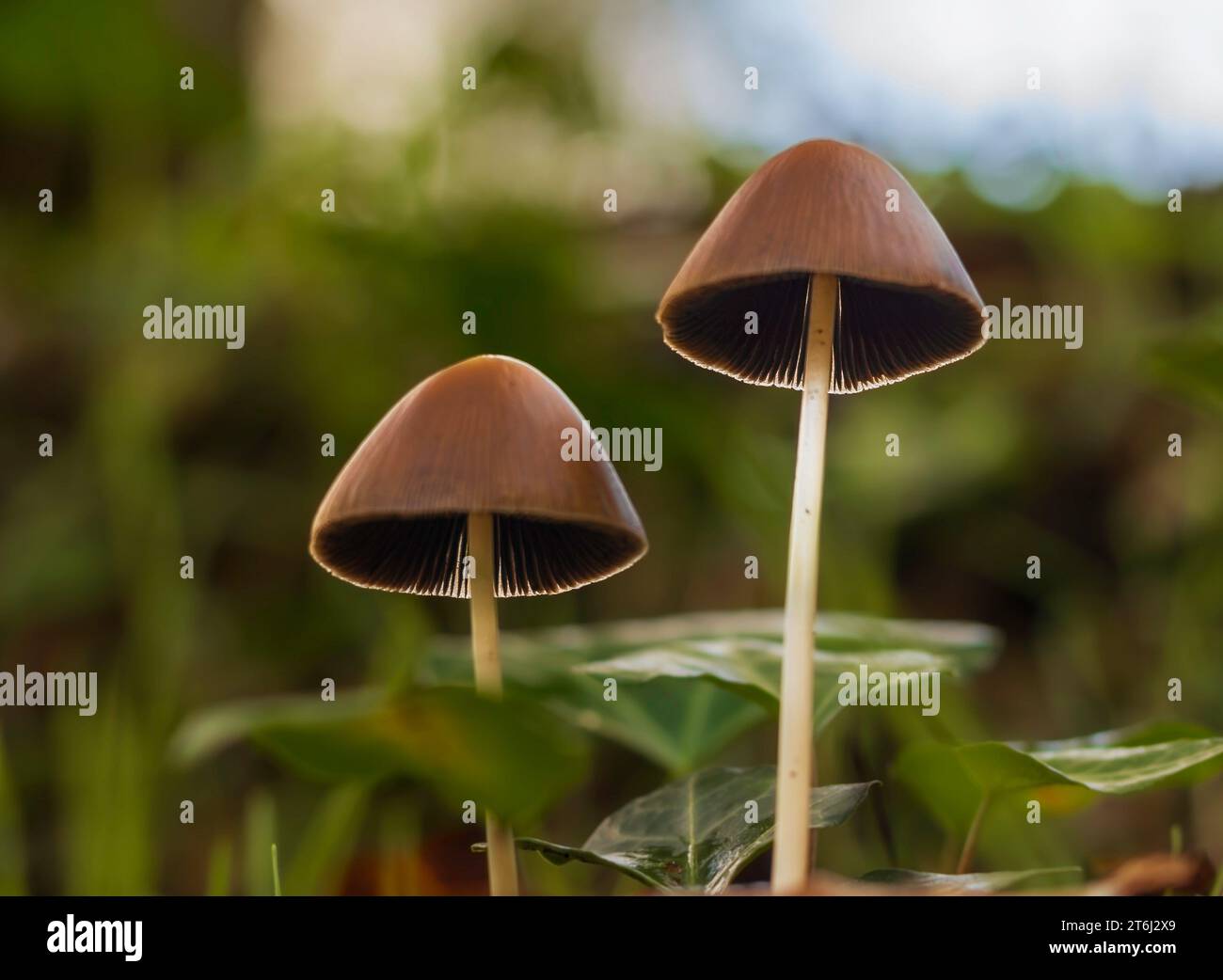 2 Coprinaceae mushrooms Stock Photo