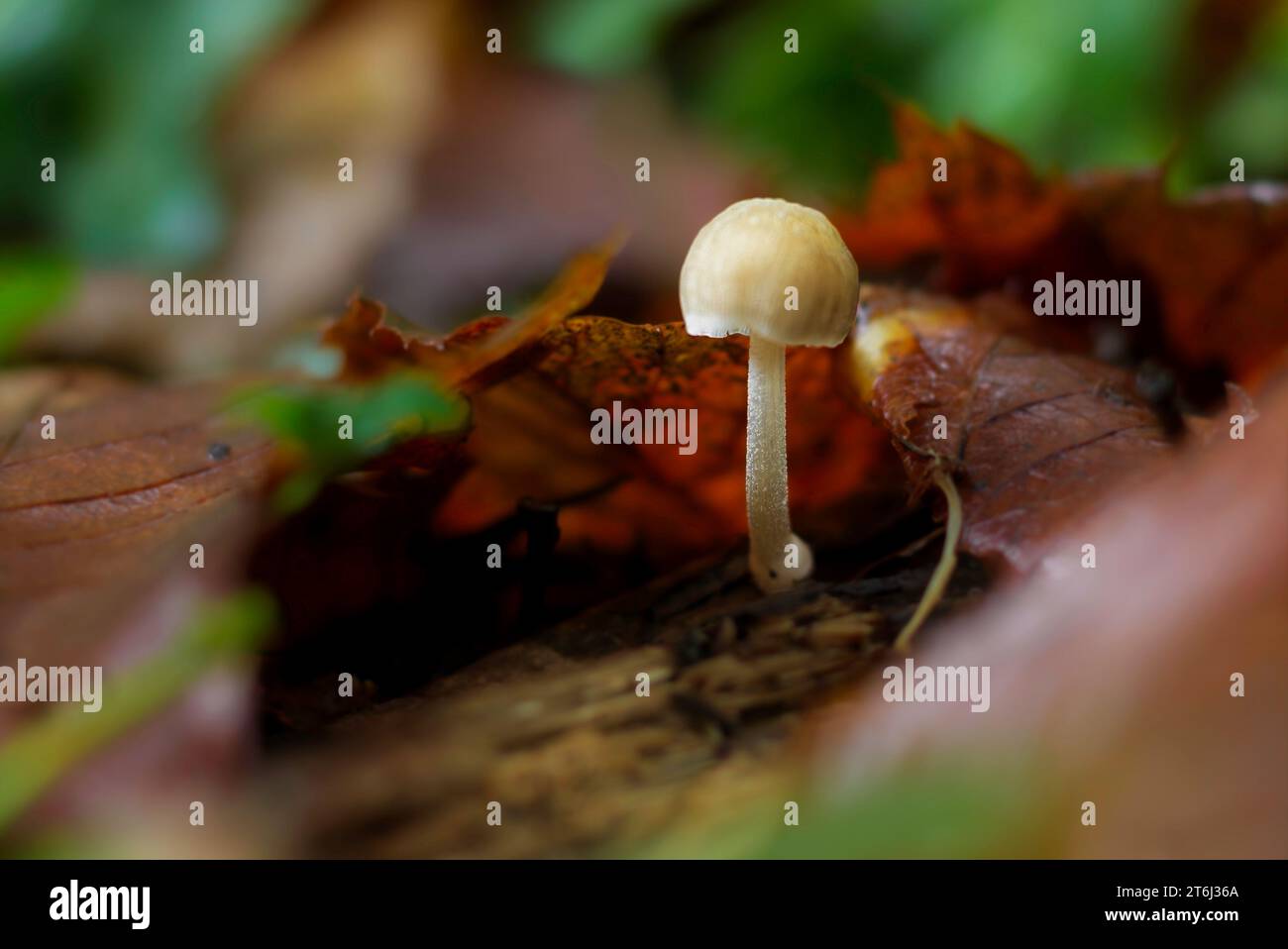 A small white, pleated pluteus mushroom poking out from the leaf litter. Stock Photo