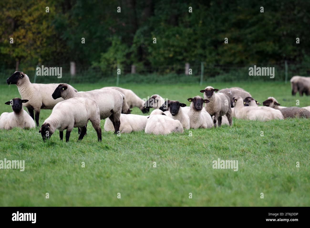 Sheep (Ovis), black-headed sheep, flock of sheep, pasture, lying, sheep breed, North Rhine-Westphalia, Germany, Several black-headed sheep lying in Stock Photo