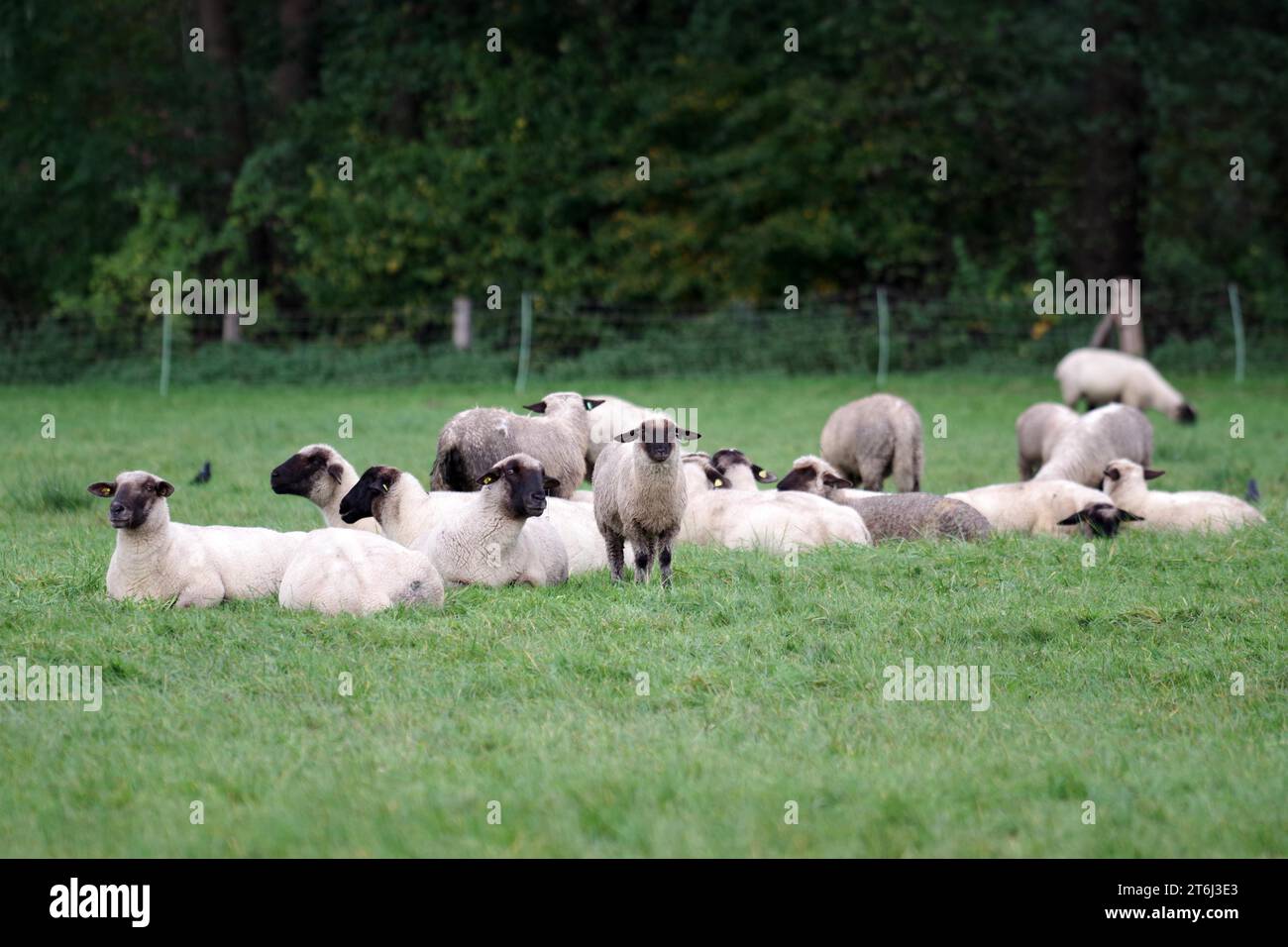 Sheep (Ovis), domestic animals, flock of sheep, pasture, lying, resting, North Rhine-Westphalia, Germany, A flock of black-headed sheep rests on the Stock Photo