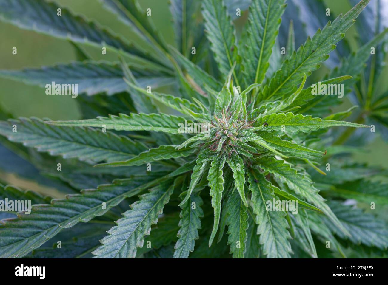 Cannabis, Gewöhnlicher Hanf, Echter Hanf, weibliche Hanfpflanze, Cannabis sativa, Gras, Weed, Hemp, Marijuana, Le cannabis, Hasch, Haschisch, Droge, D Stock Photo