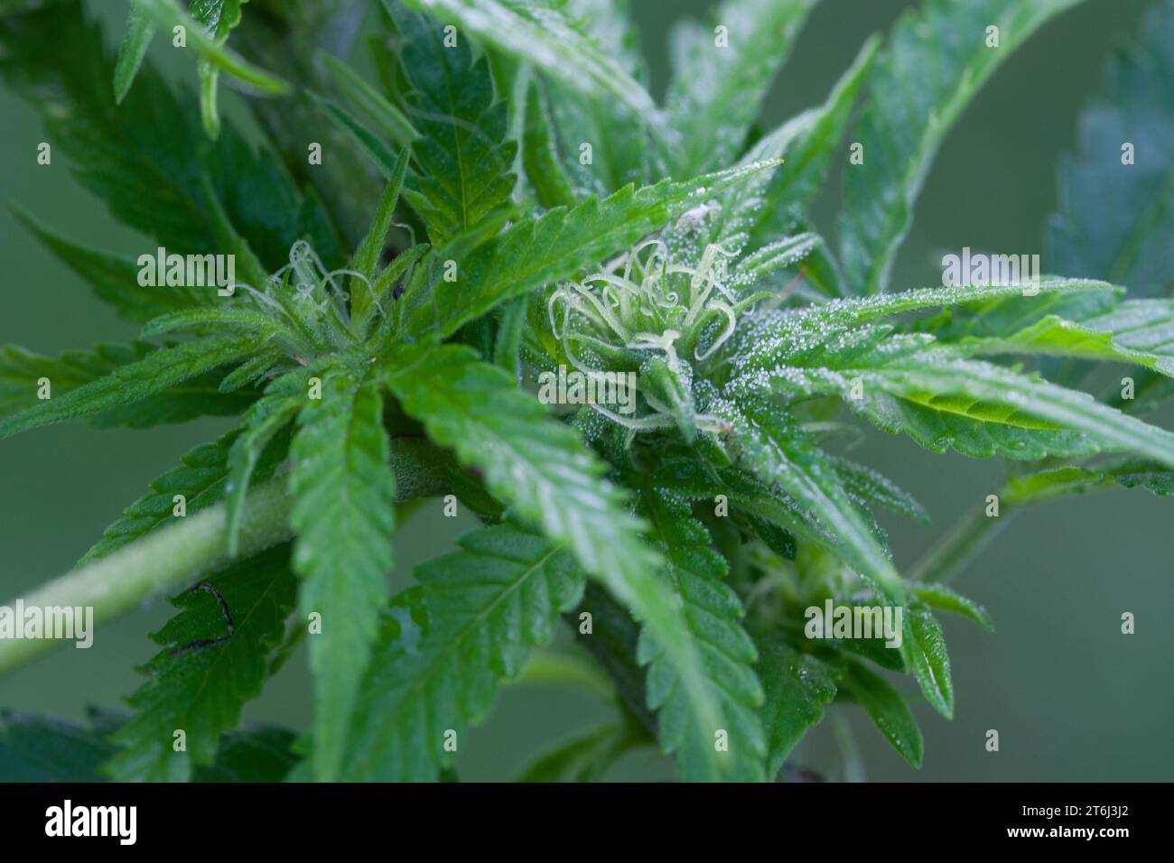 Cannabis, Gewöhnlicher Hanf, Echter Hanf, weibliche Hanfpflanze, Cannabis sativa, Gras, Weed, Hemp, Marijuana, Le cannabis, Hasch, Haschisch, Droge, D Stock Photo