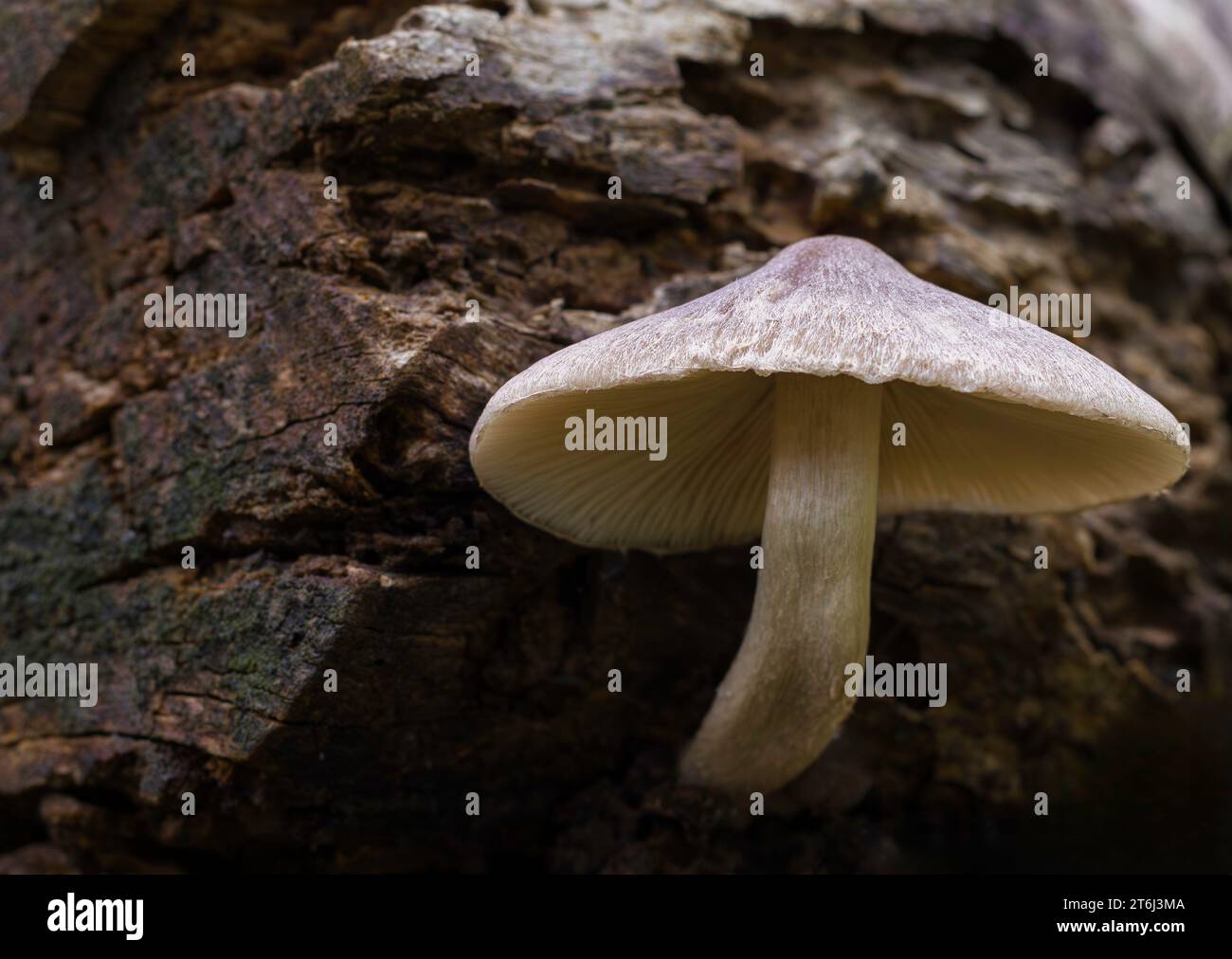 Common Stump Brittlestem Mushroom on tree stump Stock Photo