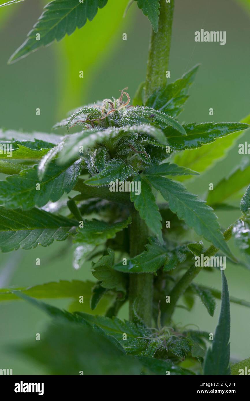 Cannabis Samen, Hanf Samen Stock Photo