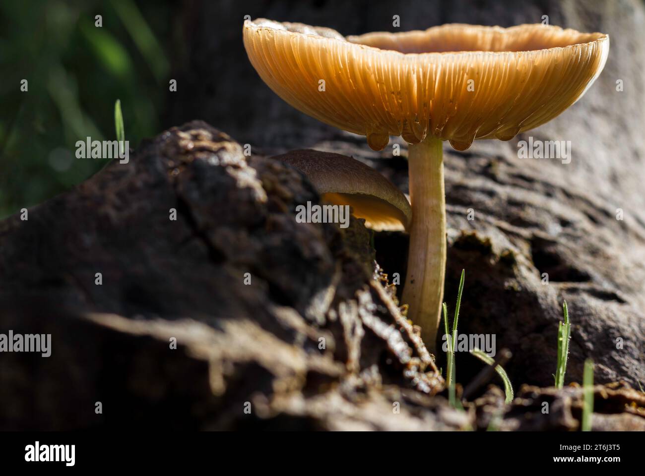 Common Stump Brittlestem Mushrooms heavy with rain Stock Photo