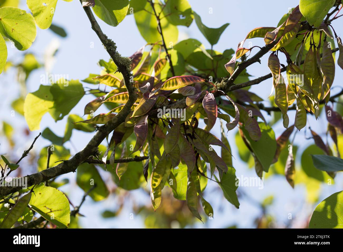 Baum Mit Schoten