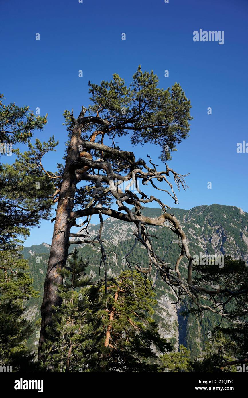 Germany, Bavaria, Upper Bavaria, Traunstein county, Ruhpolding, Chiemgau Alps, Saurüsselkopf, 1270m, mountain forest, gnarled pine tree Stock Photo