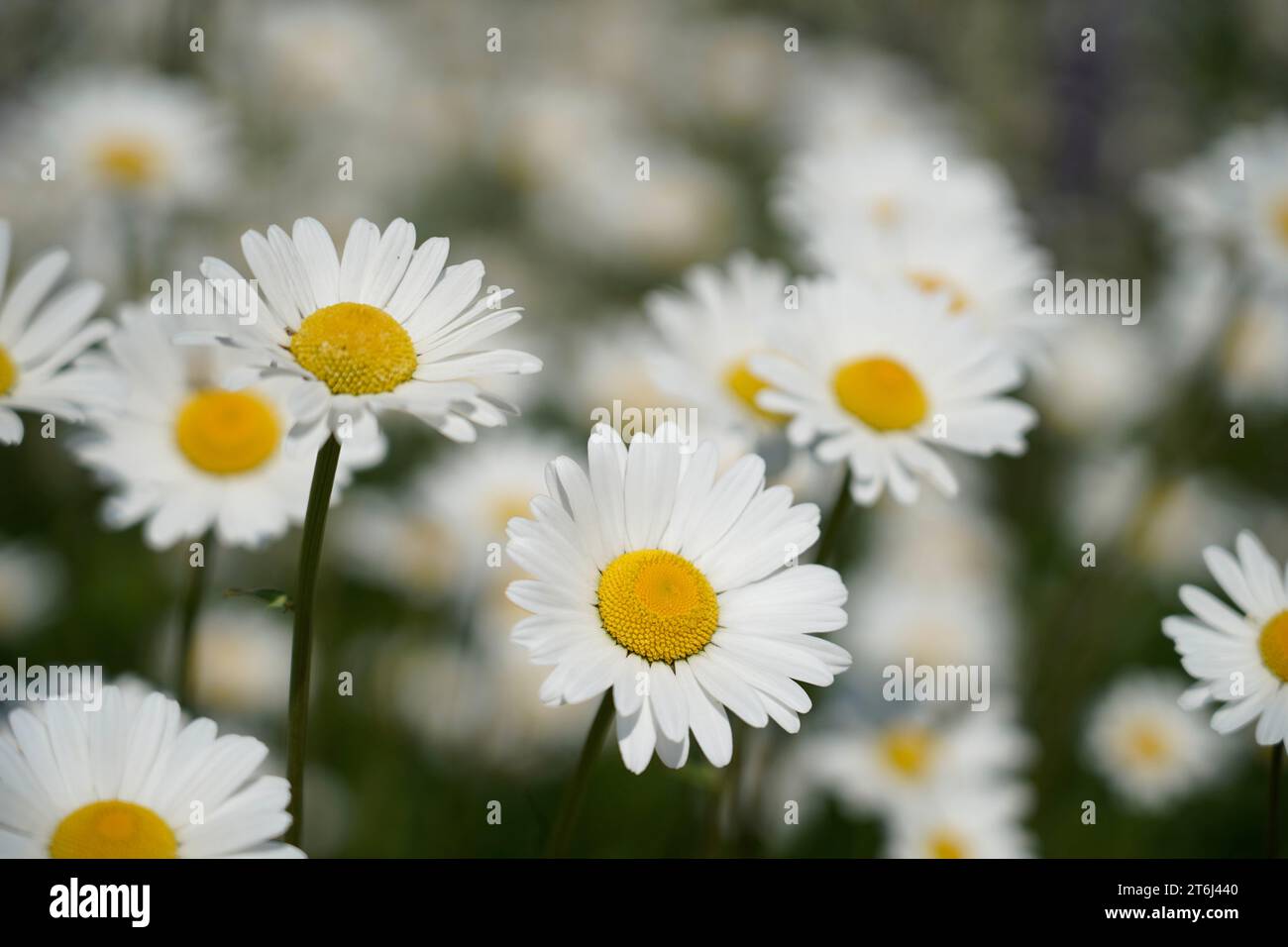 Germany, Bavaria, Upper Bavaria, Altötting county, meadow flowers, daisies, Leucanthemum vulgare, single flowers Stock Photo