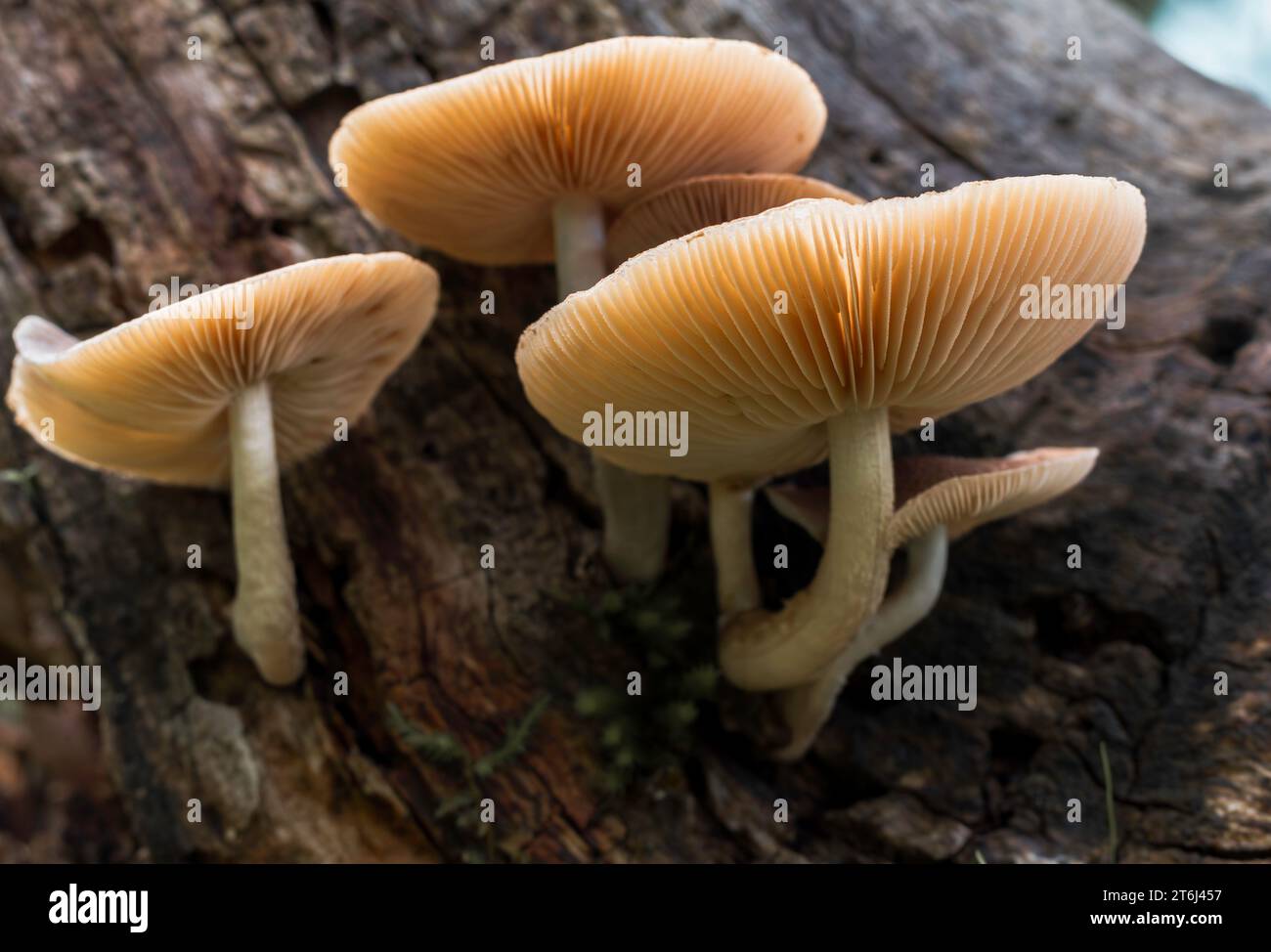 Common Stump Brittlestem Mushrooms viewed from underneath Stock Photo