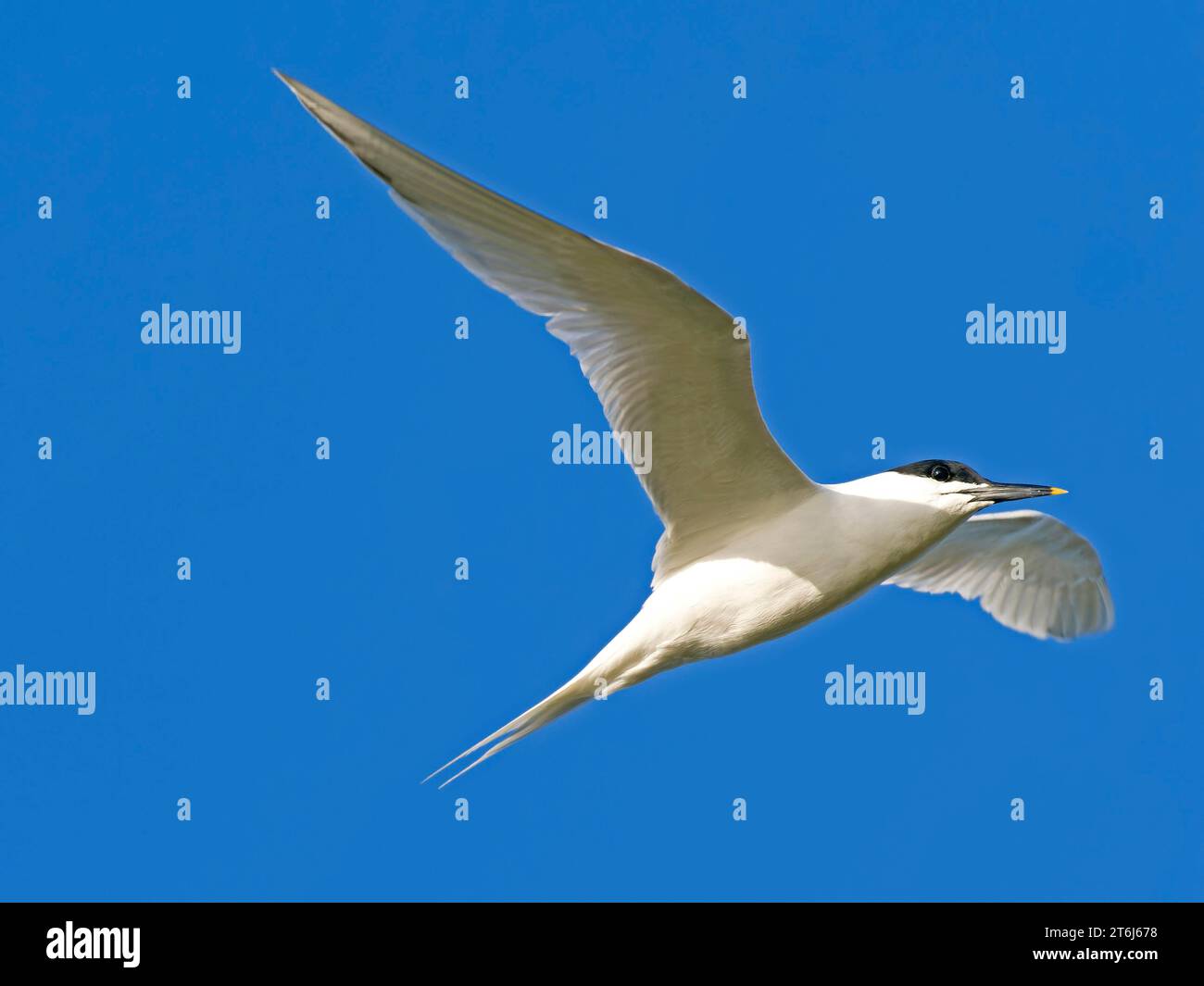 Sandwich tern (Sterna sandvicensis) in flight, Texel Island, Netherlands Stock Photo