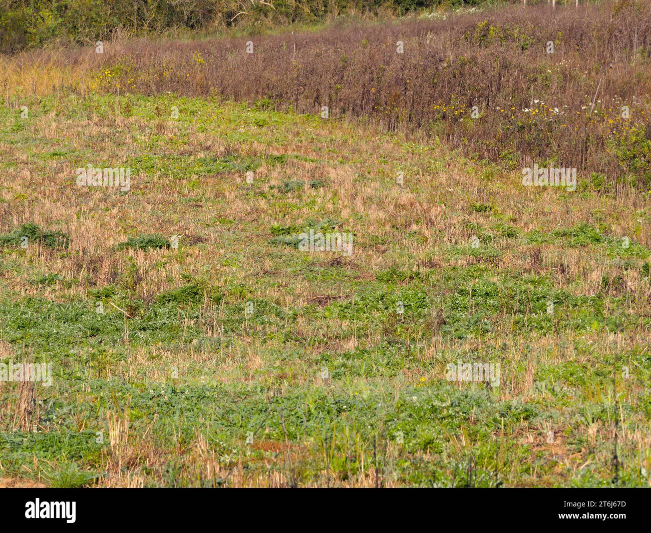 Habitat Fallow land with faded flowering area as cover. Typical habitat for the gray partridge (Perdix perdix), Solms, Hesse, Germany Stock Photo