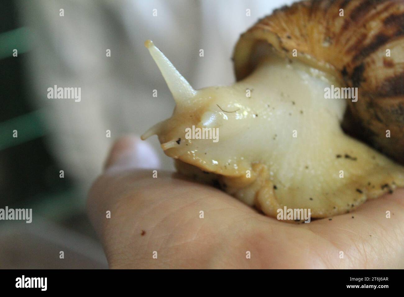A large Achatina snail is sitting on an arm close-up. Snail Farming: An Alternative Source of Protein. Stock Photo