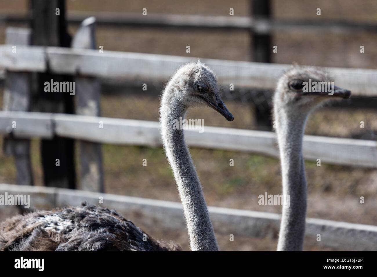 Each ostrich's visage is a study in unique character, with large, soulful eyes that seem to reflect the world around them. Their long, graceful necks Stock Photo