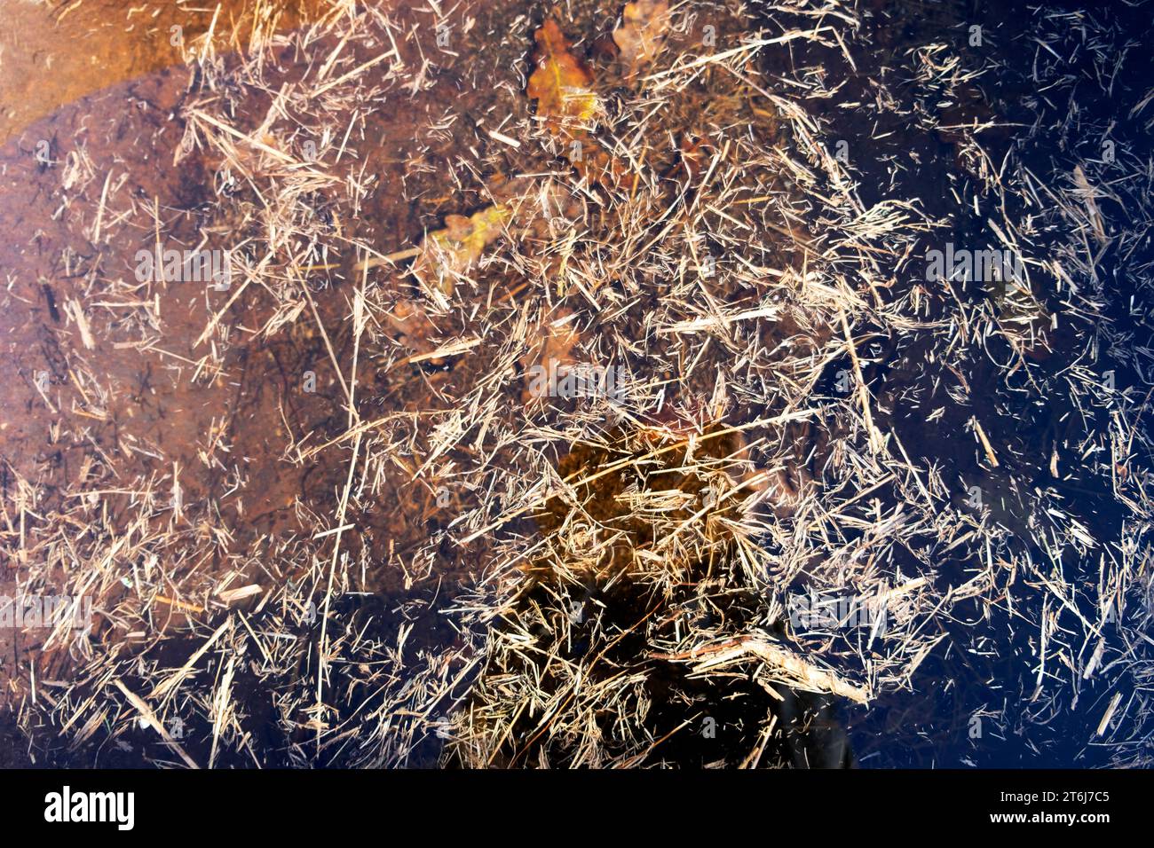 Nature background grasses dry grass bits floating in water view from above looking down on into pond in winter UK KATHY DEWITT Stock Photo