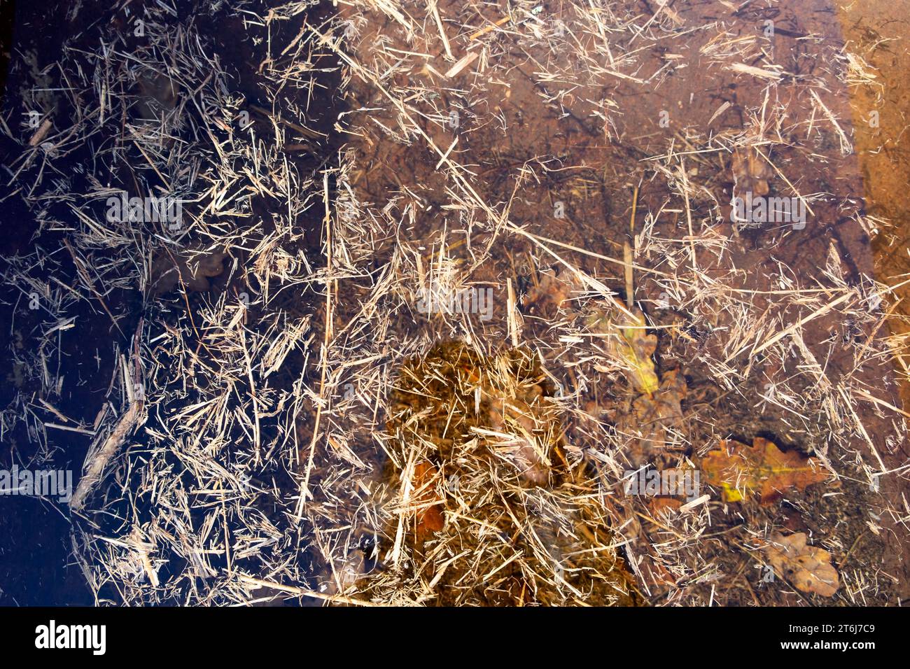Nature background grasses dry grass bits floating in water view from above looking down on into pond in winter UK KATHY DEWITT Stock Photo