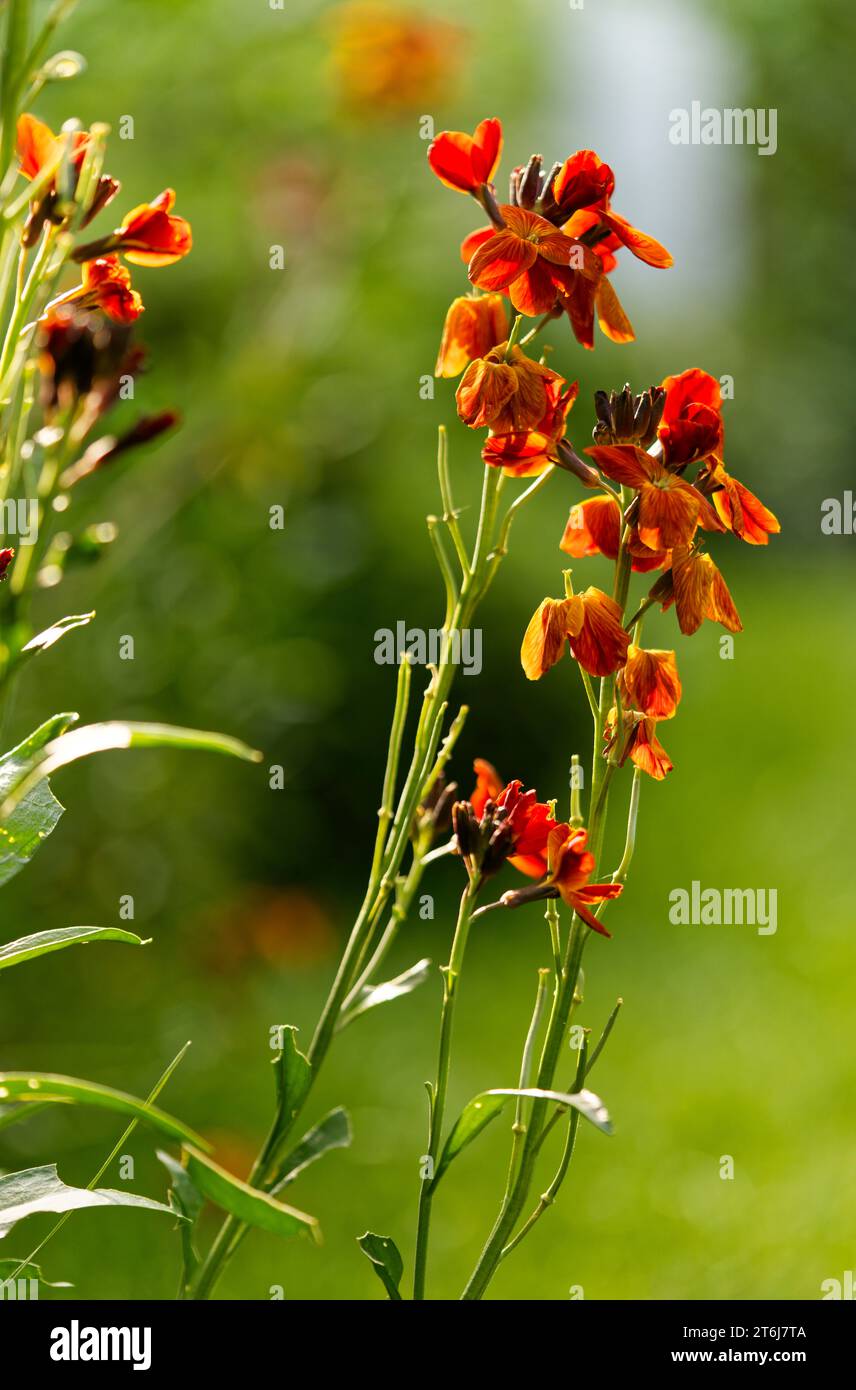 common wallflower, Erysimum cheiri Stock Photo