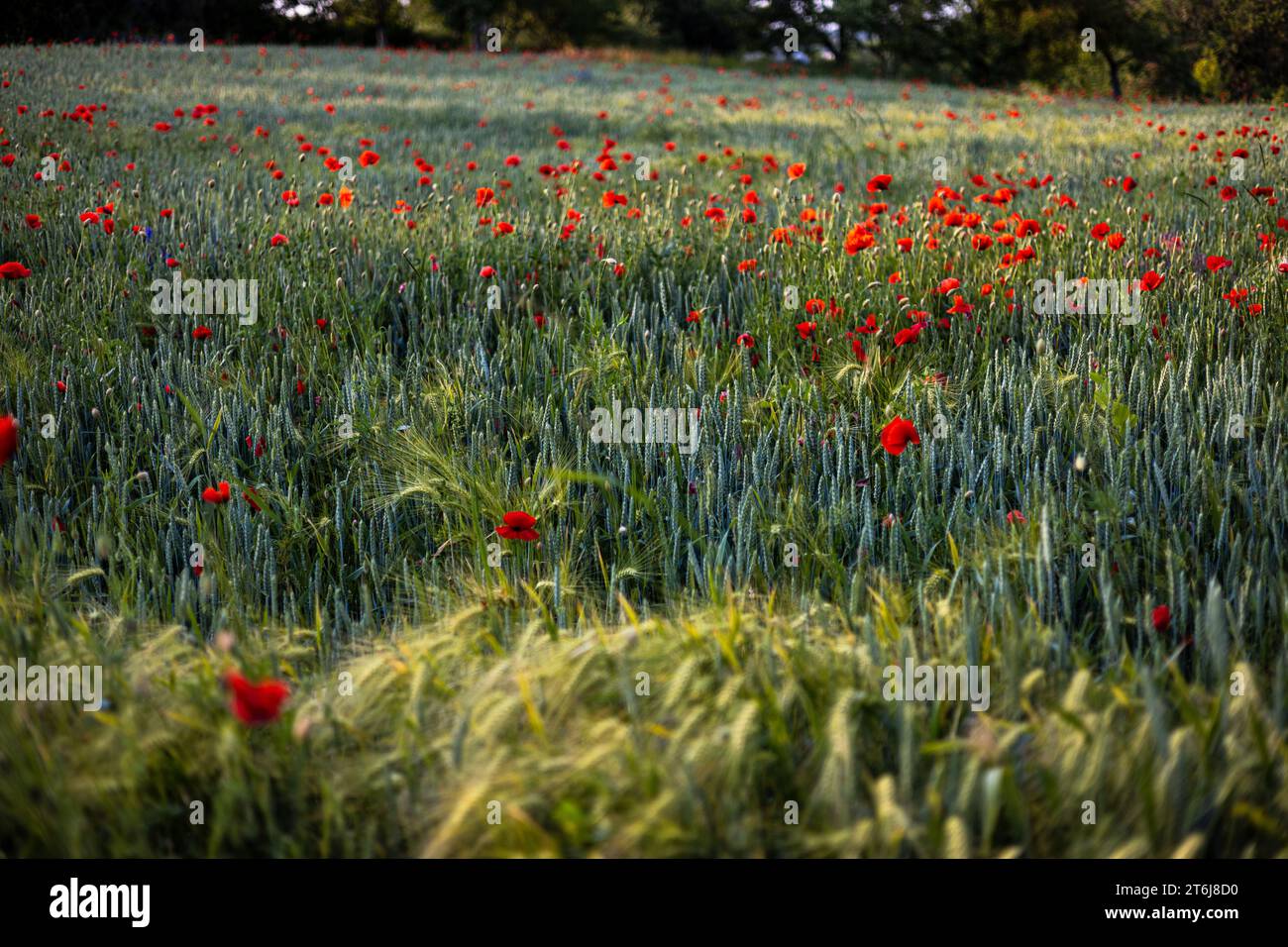 Beautiful red poppies at sunset. Field with blooming poppies. Green stems and red flowers. Beautiful field with poppies at sunset. The rays of the sun Stock Photo