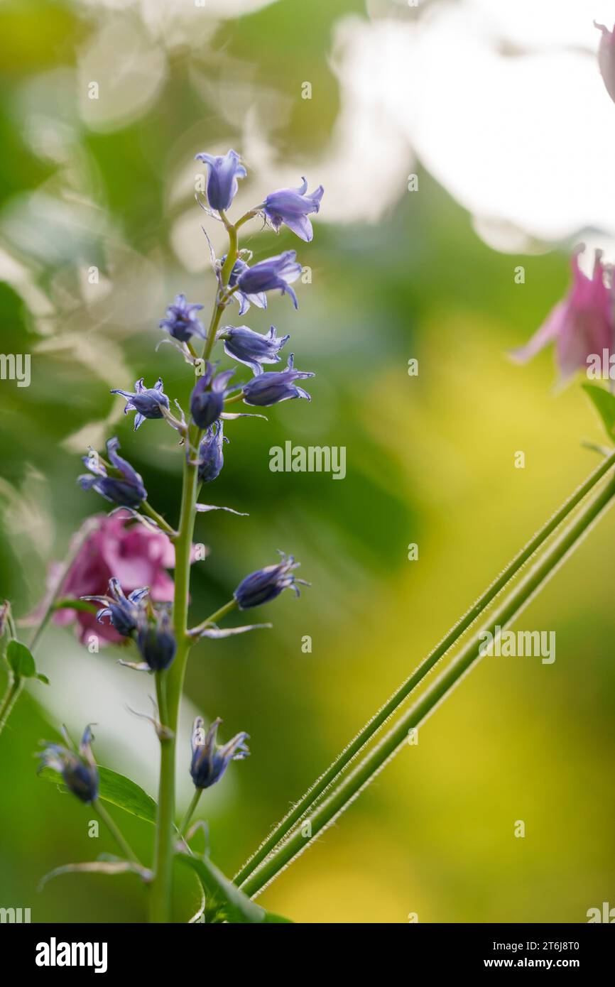 Spanish bluebell, Hyacinthoides hispanica, bluebell Stock Photo