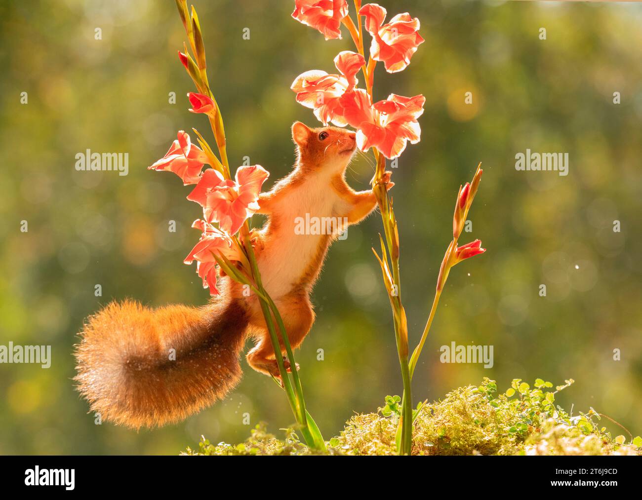 Red Squirrel hold a Gladiolus stem with flowers Stock Photo