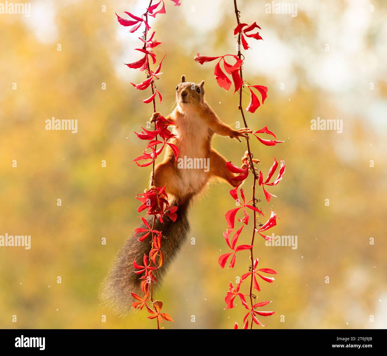 Red Squirrel on Virginia creeper branches Stock Photo