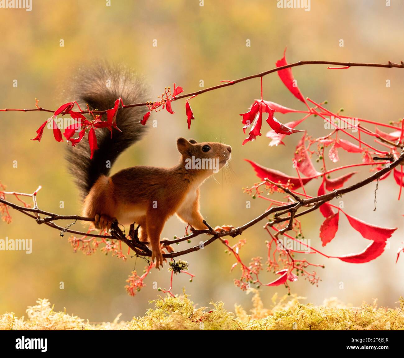 Red Squirrel on a Virginia creeper branch Stock Photo