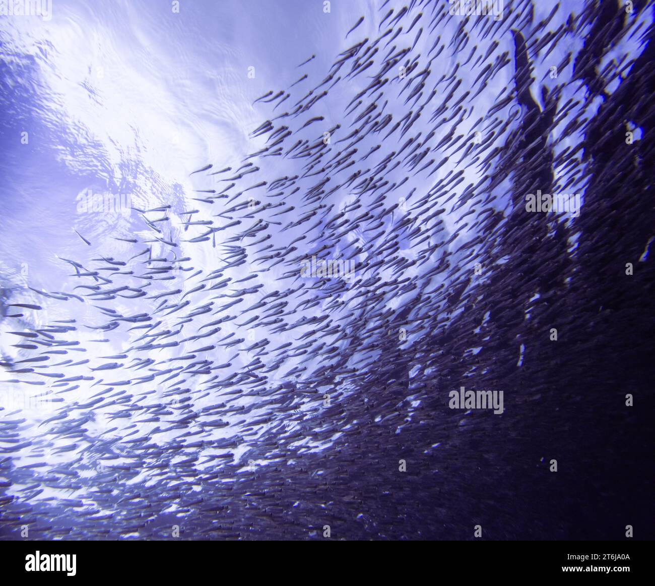 A school of small fish in the Mediterranean Sea.  Sun reflection underwater. Backlight and low angle. Stock Photo