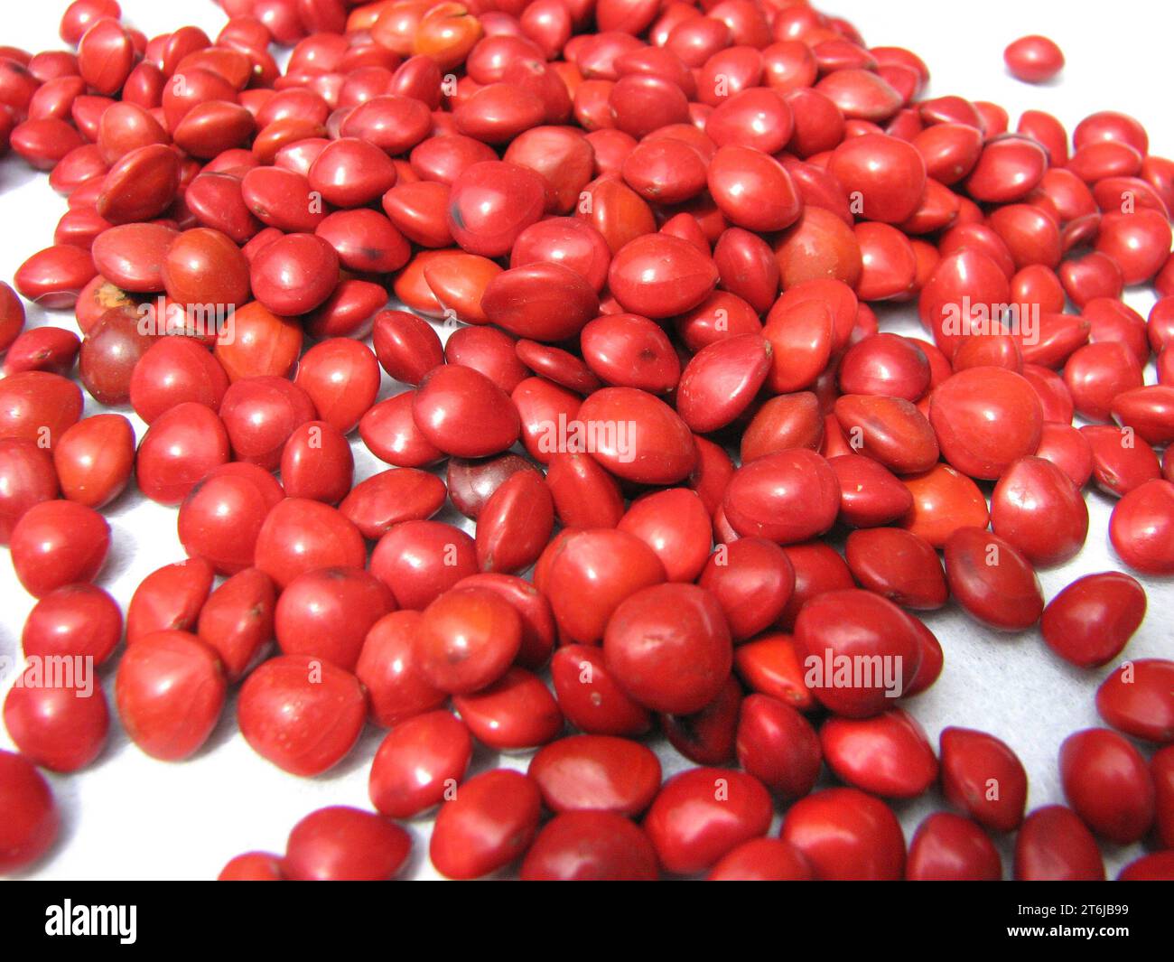 Scattered red bead tree seeds. Stock Photo