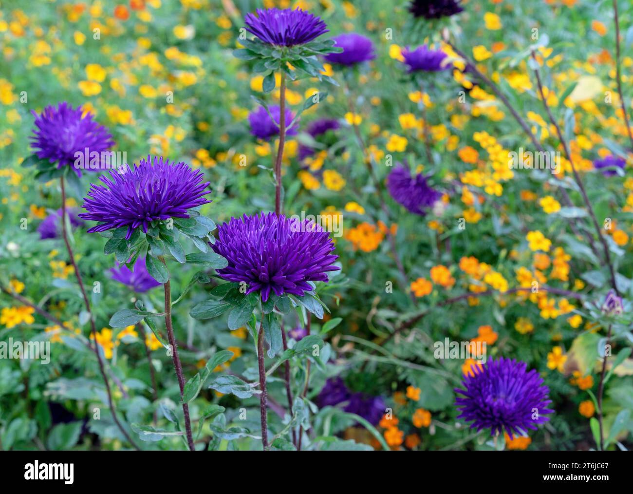 Violet asters or Callistephus chinensis, China asters in the autumn garden. Stock Photo