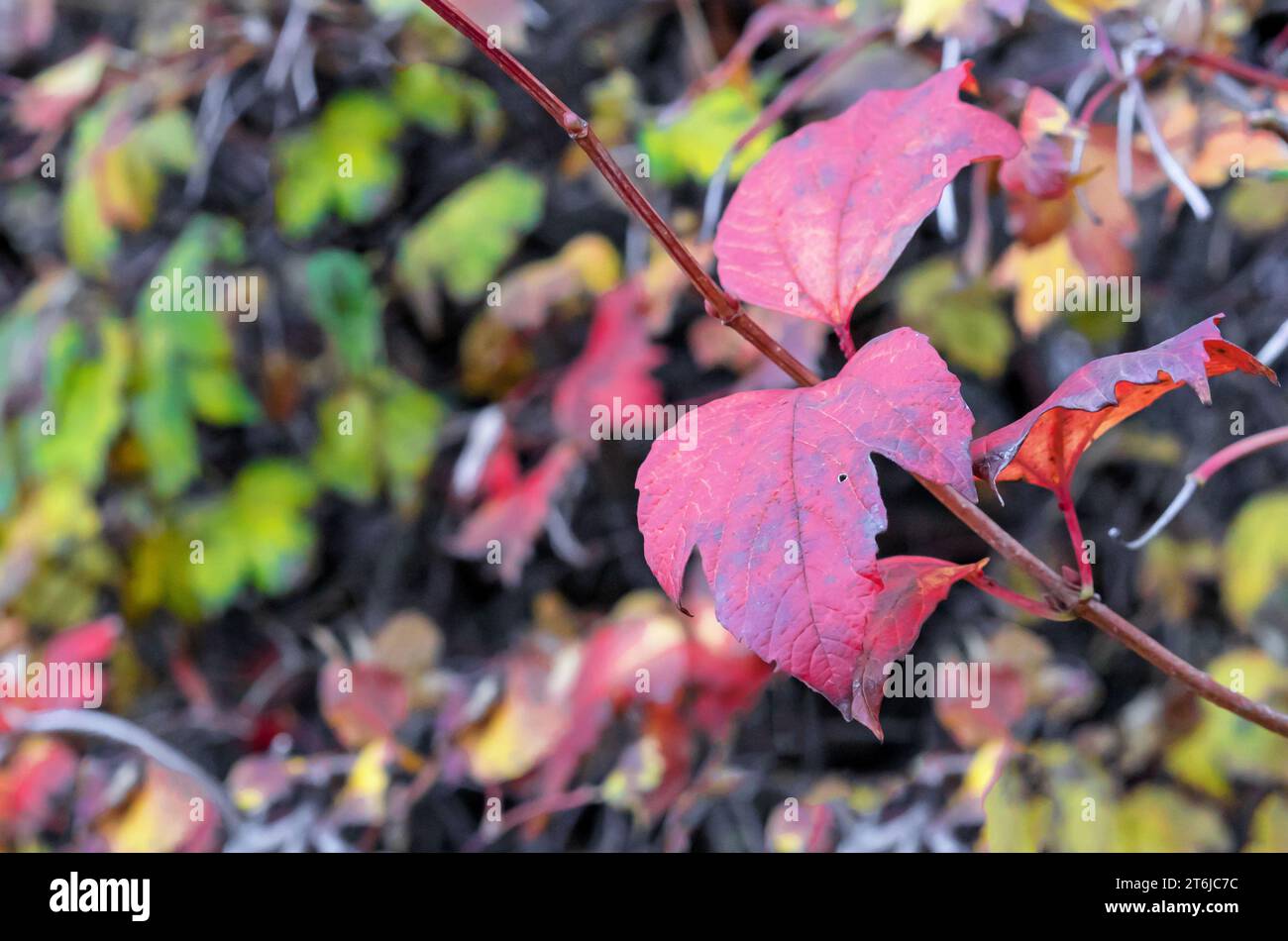 Red and yellow autumn leaves on a tree branch. Colors of autumn. Stock Photo