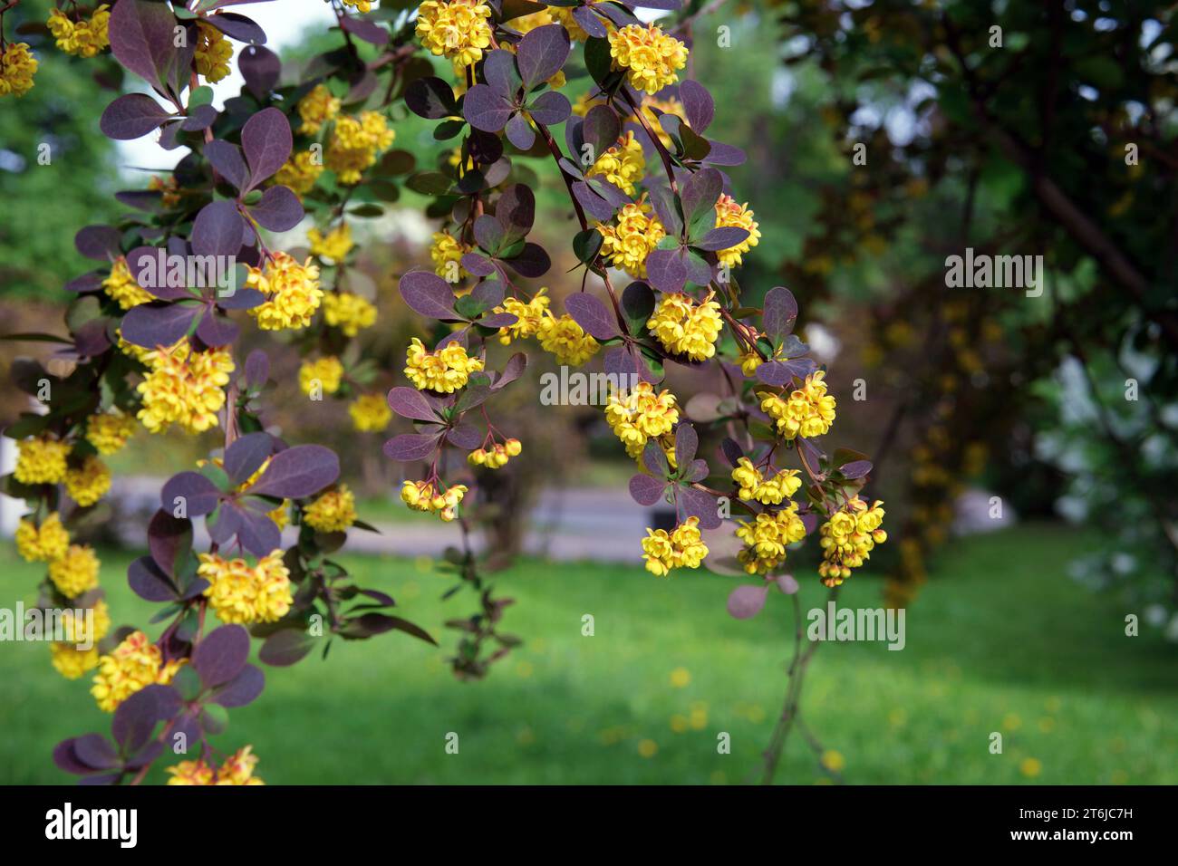 Yellow flowers of Thunberg's barberry or Japanese barberry in spring. Bright colors of spring foliage. Stock Photo