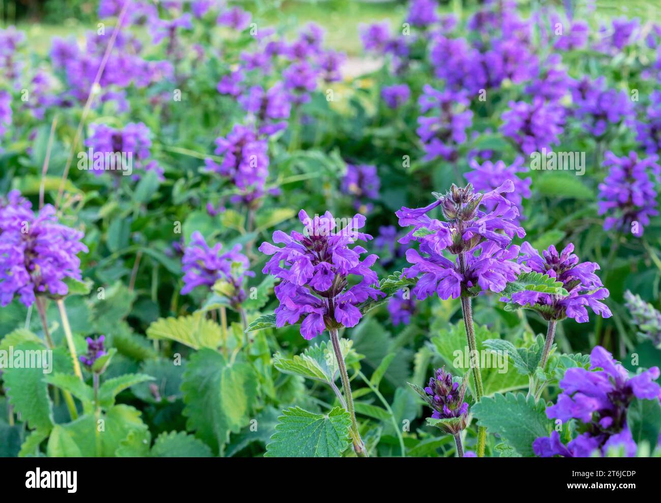 Betonica ?r Stachys common betony, purple betony, is a perennial grassland herb. Betonica grandiflora in the summer garden. Stock Photo