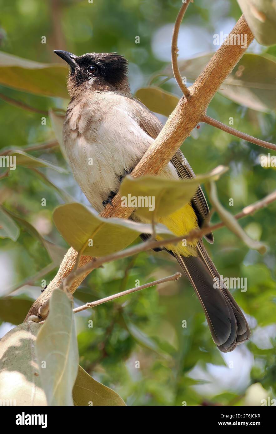 Common bulbul, brown bulbul, garden bulbul, Graubülbül, Bulbul des jardins, Pycnonotus barbatus, barna bülbül, Victoria Falls, Zimbabwe, Africa Stock Photo