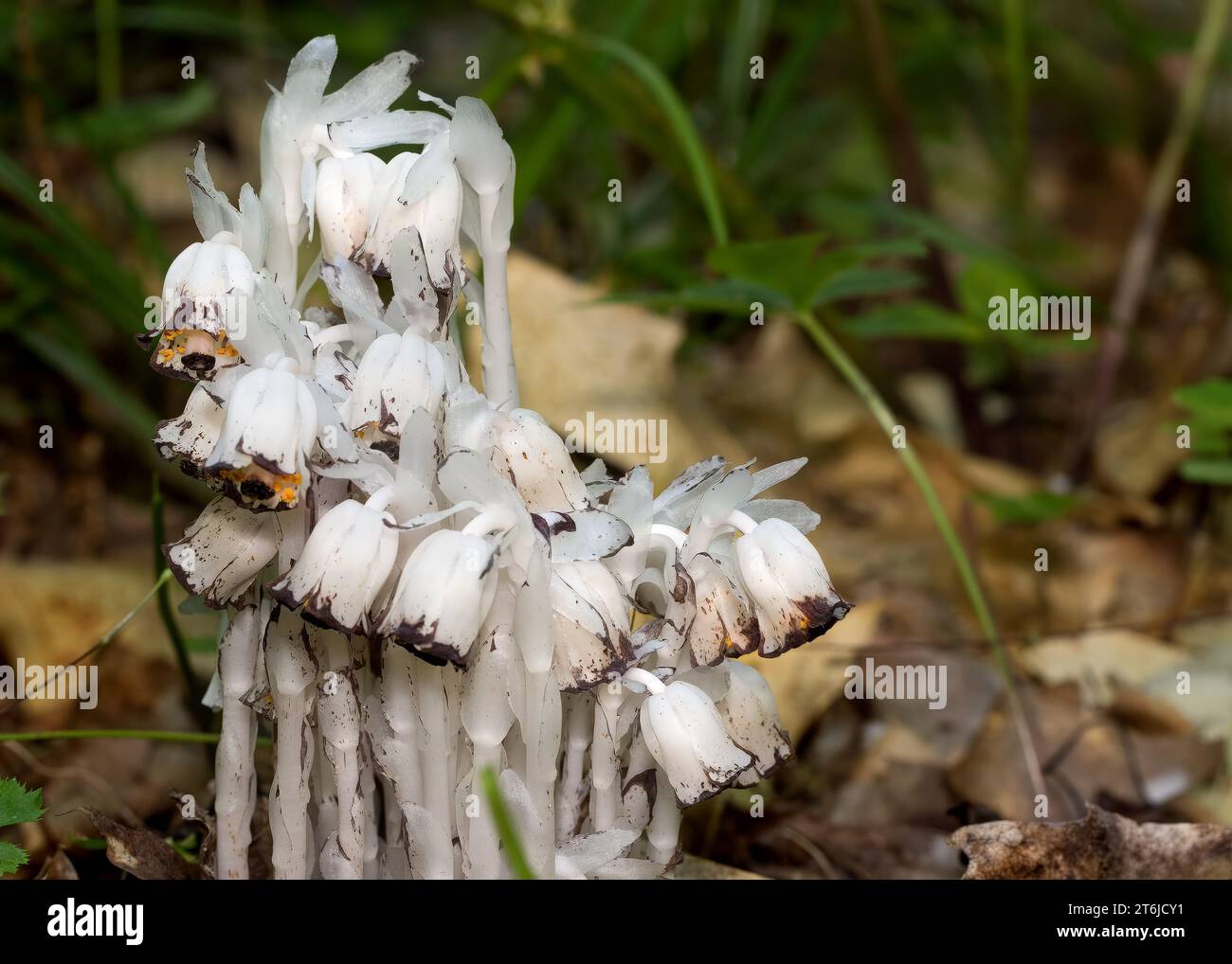Close up of Indian Pipe Plant (Monotropa uniflora) white in color and growing in the Chippewa National Forest, northern Minnesota USA Stock Photo