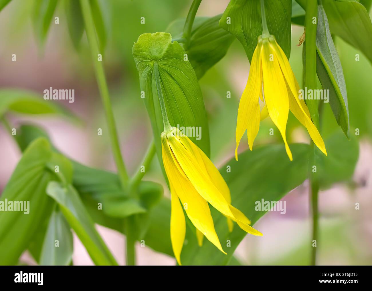Close up of Large Flowered Bellwort (Uvularia grandiflora) yellow wildflower blossoms growing in the Chippewa National Forest, northern Minnesota USA Stock Photo