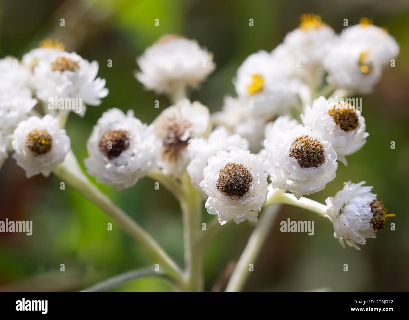Close up macro of Pearly Everlasting (Anaphalis margaritacea) wildflower blossoms growing in the Chippewa National Forest, northern Minnesota USA Stock Photo