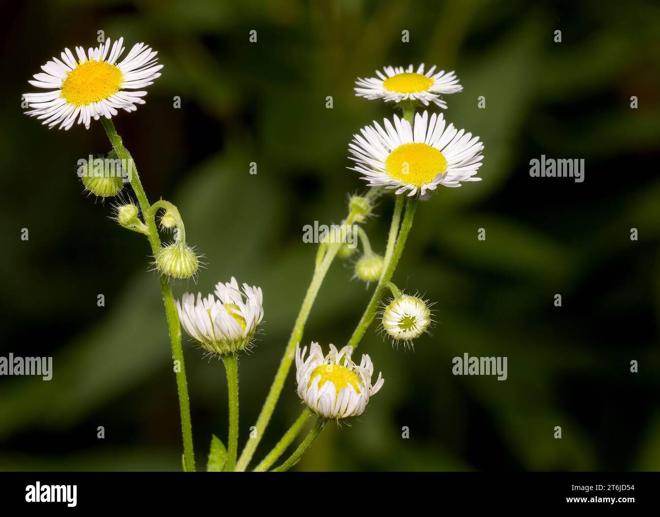 Close up Prairie Fleabane (Erigeron strigosus) wildflower white blossoms growing in the Chippewa National Forest, northern Minnesota USA Stock Photo