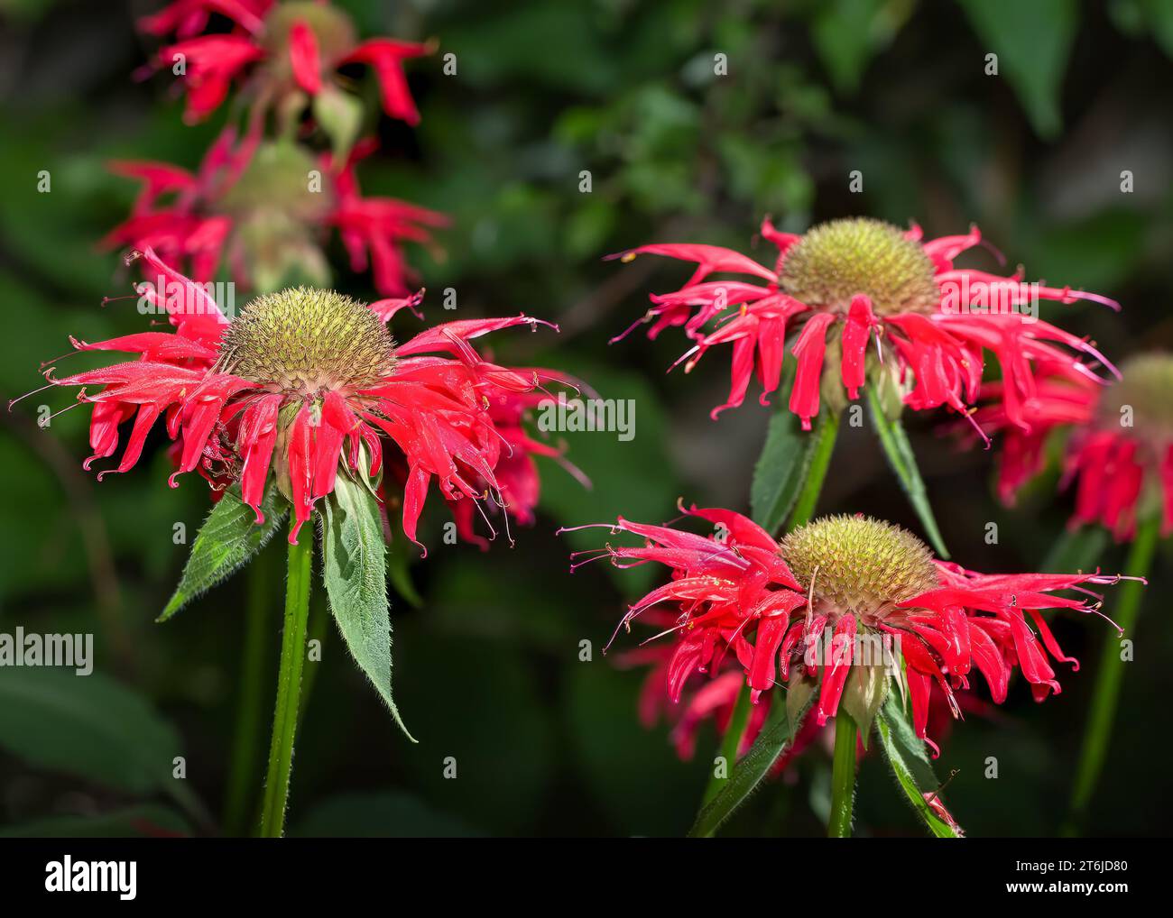 Close up Scarlet Beebalm (Monarda didyma L.) scarlet red blossoms growing in the Chippewa National Forest, northern Minnesota USA Stock Photo