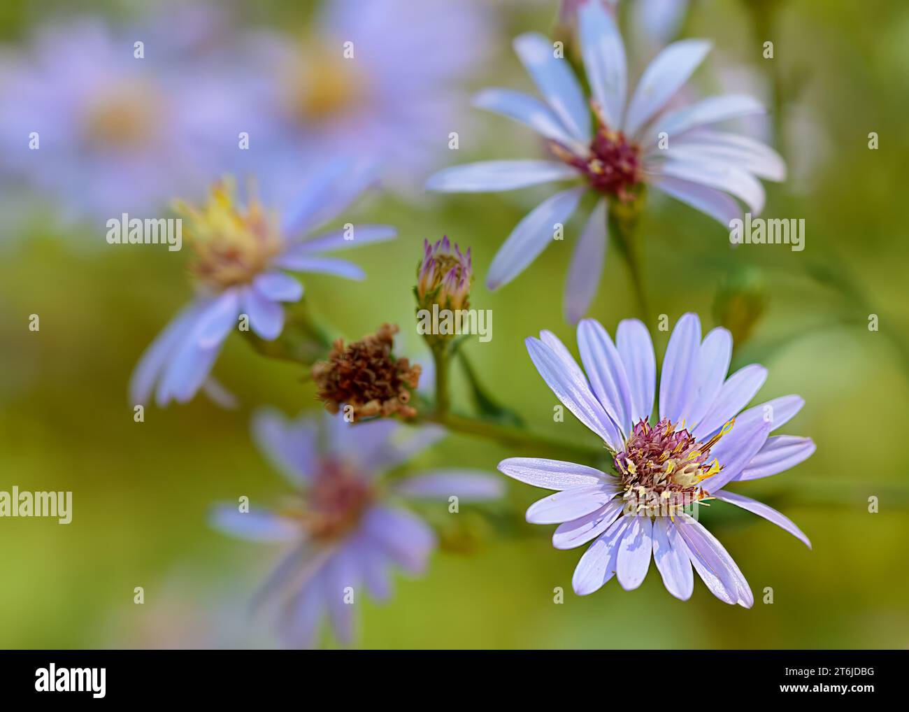 Close up of some pretty Smooth Blue Aster (Symphyotrichum laeve) wildflowers growing in the Chippewa National Forest, northern Minnesota USA Stock Photo