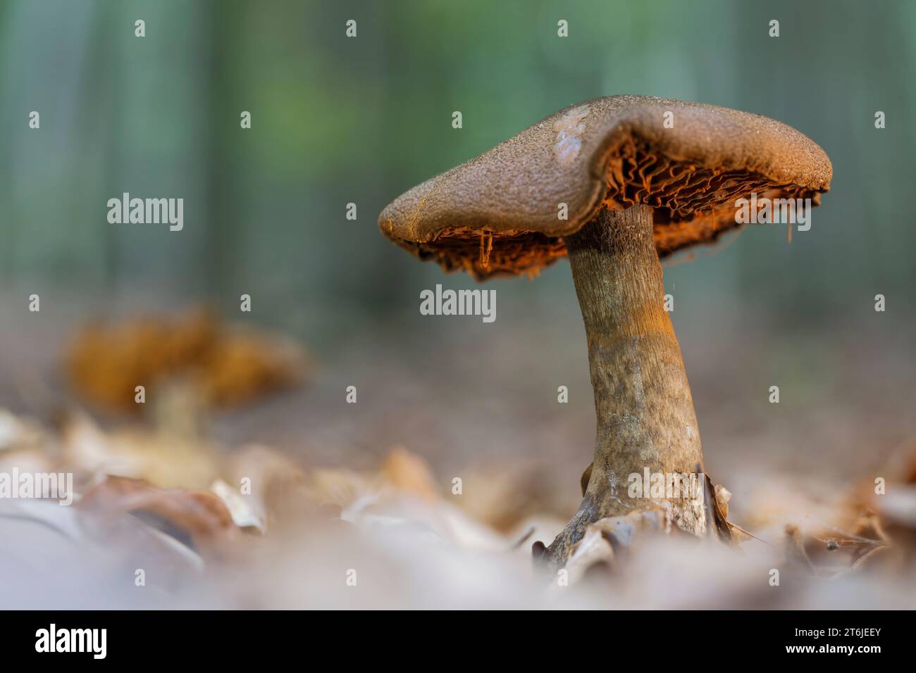 Cortinar mushroom, Cortinarius sp. Stock Photo