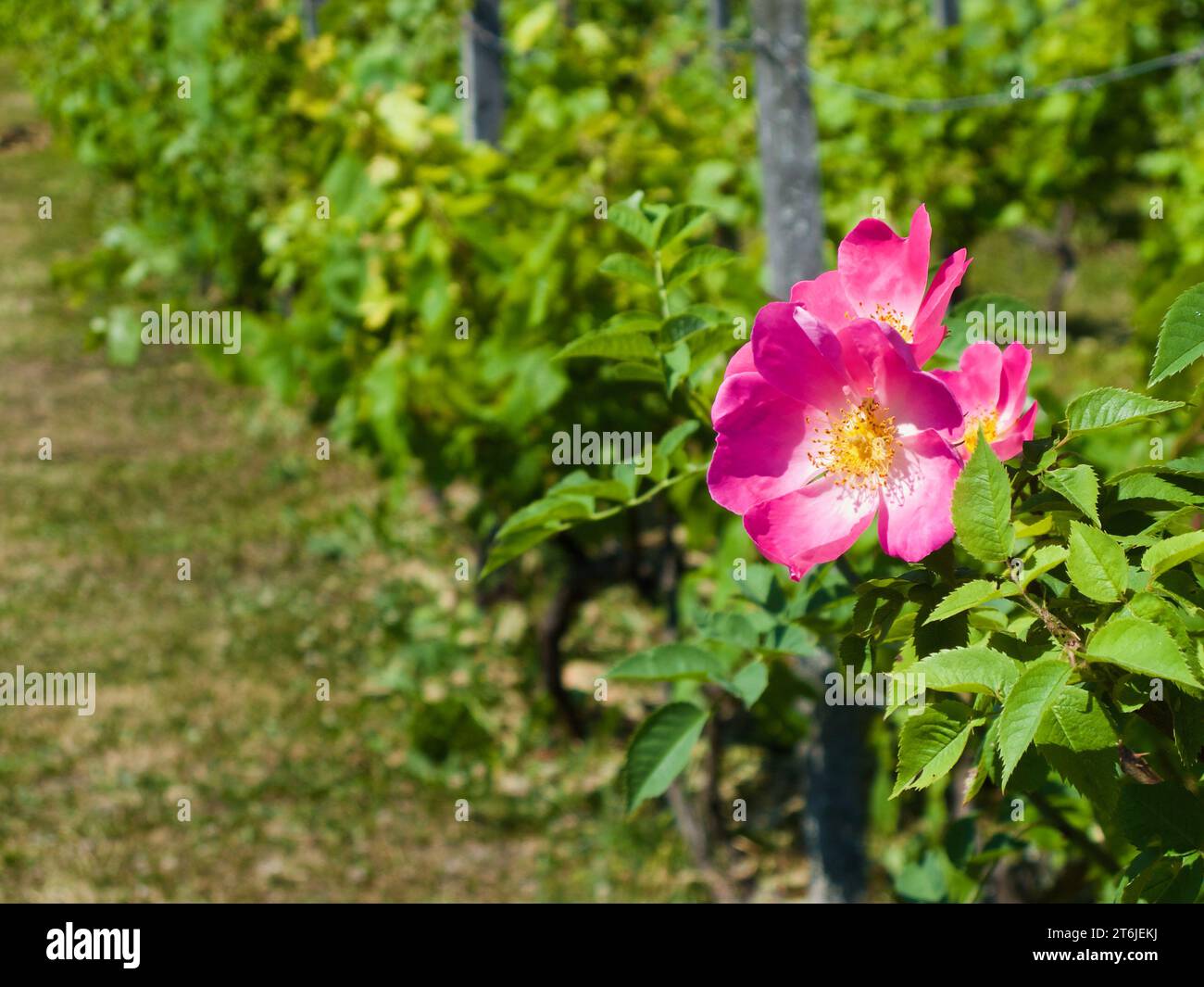 Vineyard with green vine plants and a flowering pink dog rose plant a sunny day in summer. Stock Photo