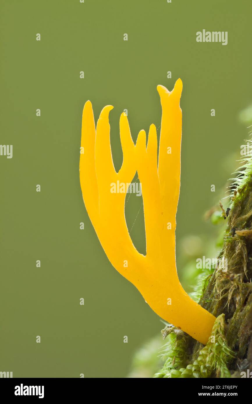 Yellow Stagshorn, Calocera viscosa Stock Photo