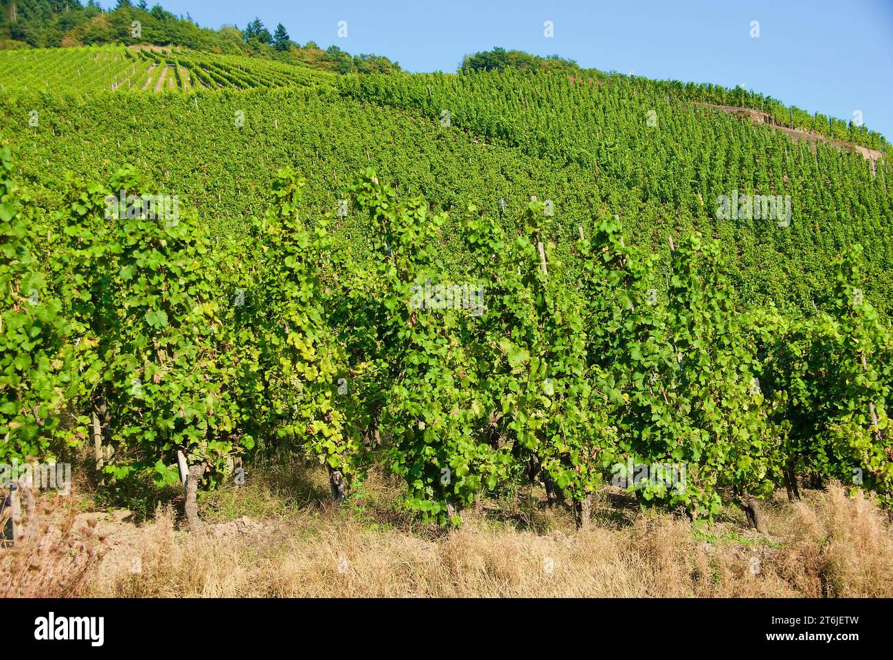 Agricultural landscape with vineyards on the slope down to the Moselle River in Germany in autumn. Stock Photo